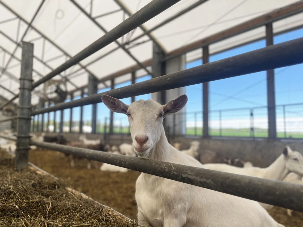Hoof Health Starts in a Dry Fabric Goat Barn
