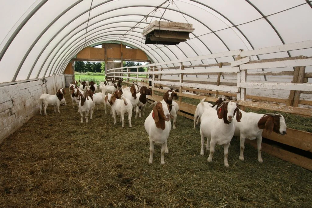 Practical Comfort Features in Modern Fabric Goat Barns