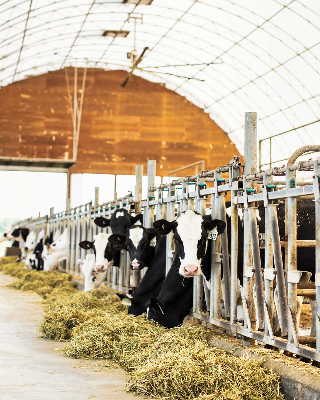 fabric barns for dairy cattle