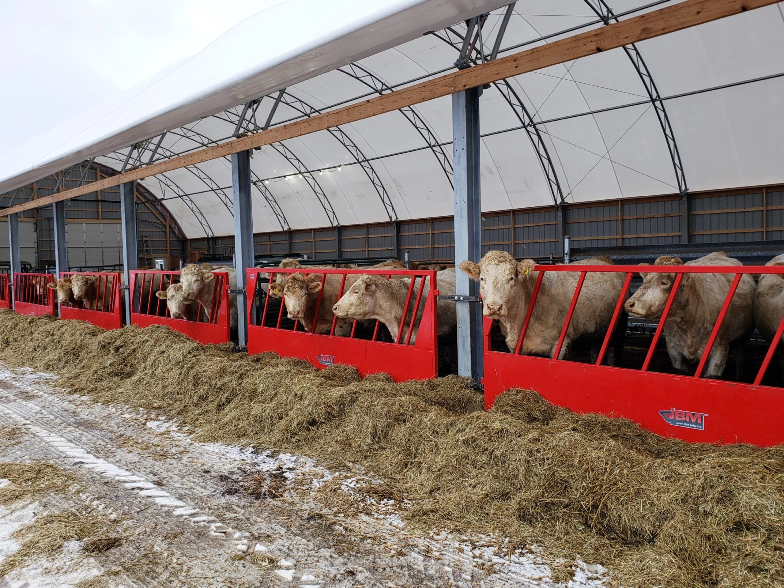Does Natural Light Improve Beef Cattle Growth and Weight Gain?
