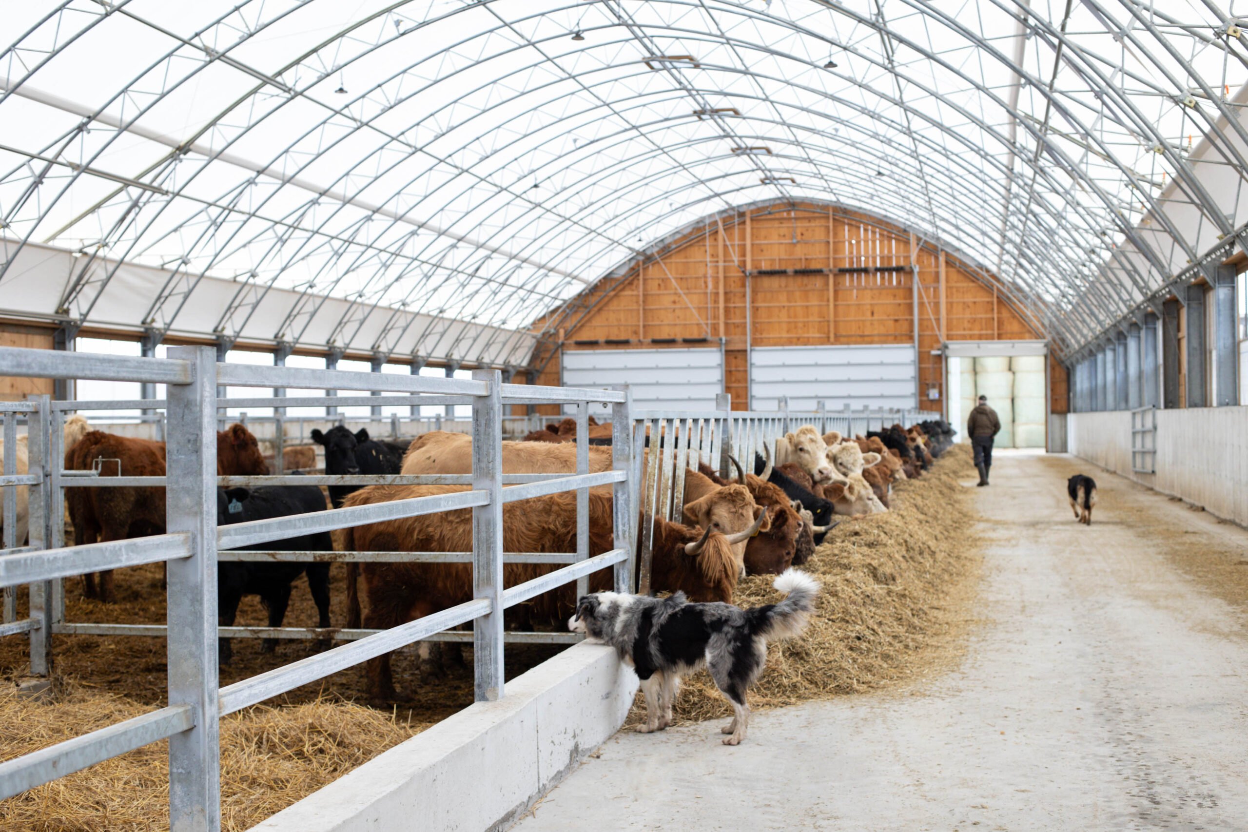 An arched, clear-span fabric barn interior, showcasing multiple cattle, including brown and black cows, feeding from a long bunk filled with hay. A farmer and two dogs are visible, illustrating an efficient cattle feed fabric barn design that enhances herd intake.
