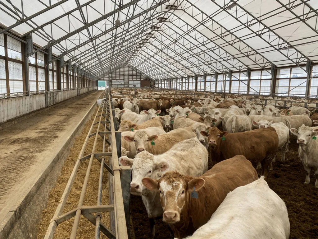 A large group of brown and white beef cattle standing in a spacious fabric feed barn, featuring a translucent clear-span roof that facilitates natural light and an efficient cattle feed barn design for boosting herd intake and chore speed, with ample feed visible in the bunks.