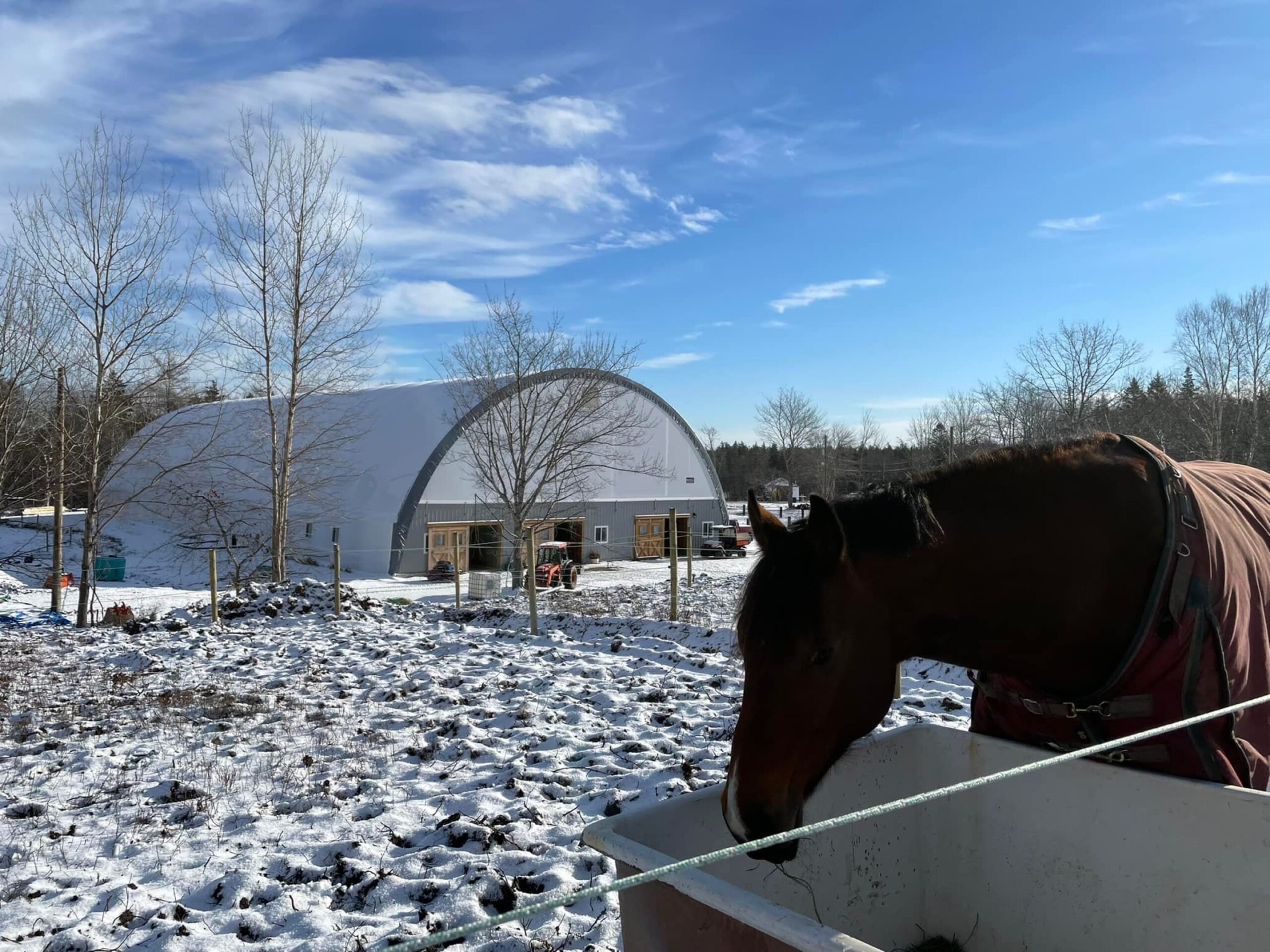 Oak Ridge Equestrian - Britespan Image of a horse to the right beside a large white Britespan fabric building. Large equine horse barn in winter on a sunny clear day.