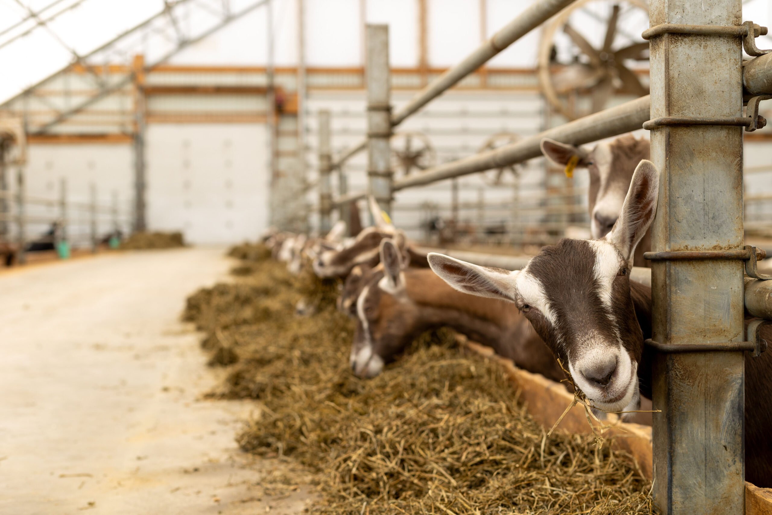 MapletonMeadows Epic 90x200 Dairy Goat Barn StThomas Ontario - Britespan Goats lined up along a pen in a bright barn with hay laying in the middle of the path.