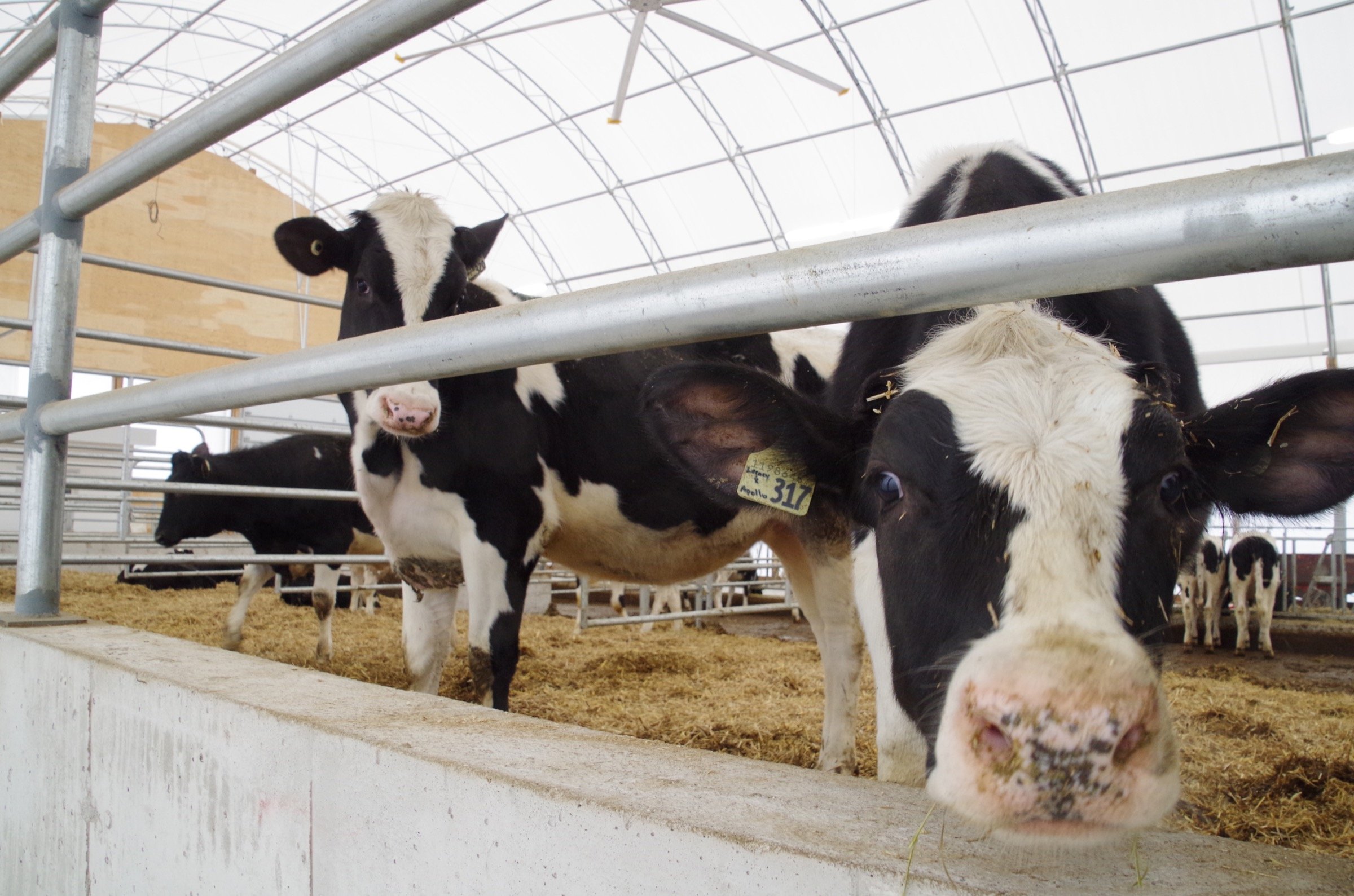 Cows in a pen inside a large brightly lit fabric building. The 2 cows featured are both looking and curious looking towards the camera. Fabric Roof Barn Buildings You Can Expand as Your Herd Grows