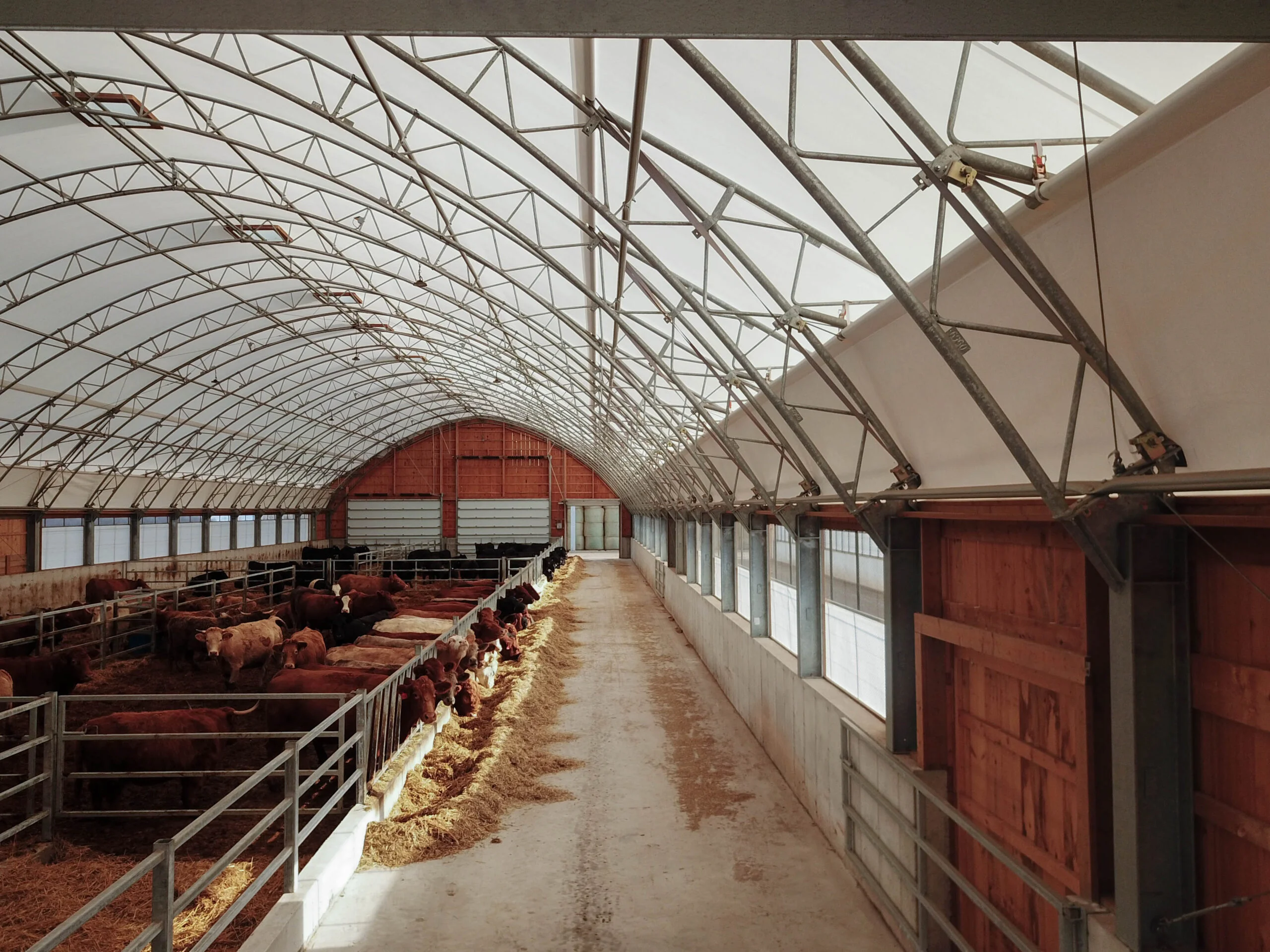 - Britespan Beef cattle feeding at concrete bunks inside a Britespan clear span fabric cow barn with engineered steel trusses and even natural light. Cow Barn Design That Works for U.S. Cattle Operations