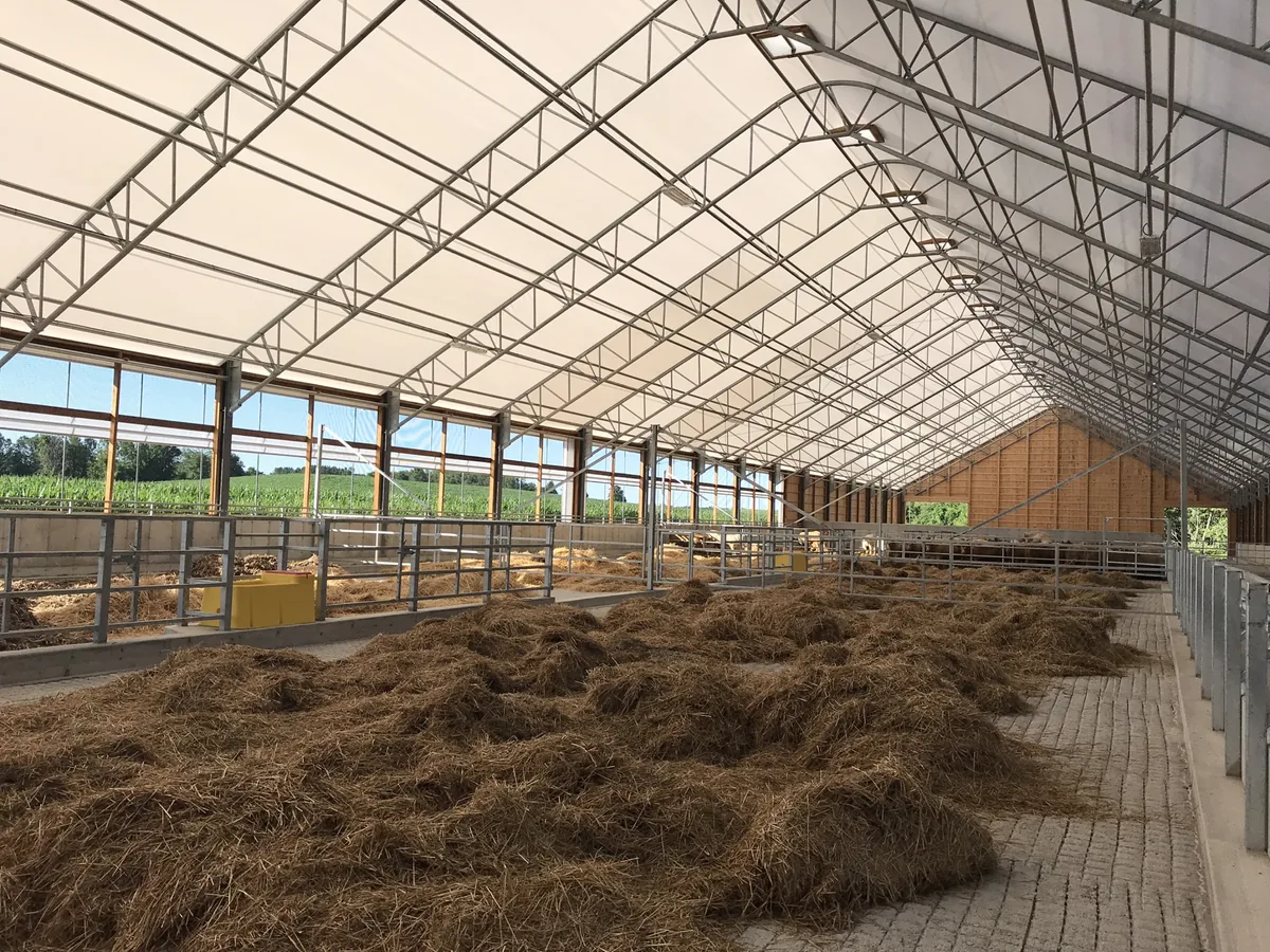 fabric-calving-barn-interior-bedded-pens - Britespan Interior of a fabric calving barn with straw bedded pens and diffused natural light through the roof cover